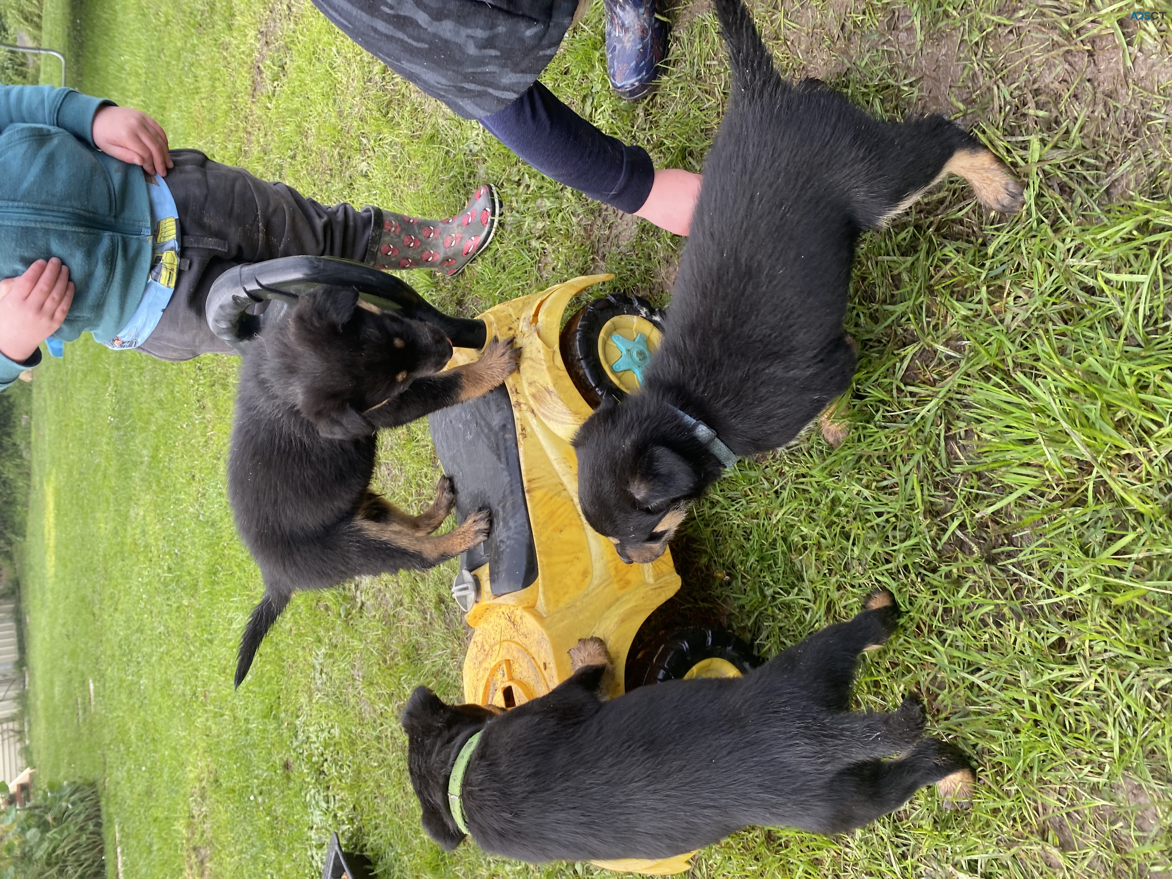 kelpie puppies 