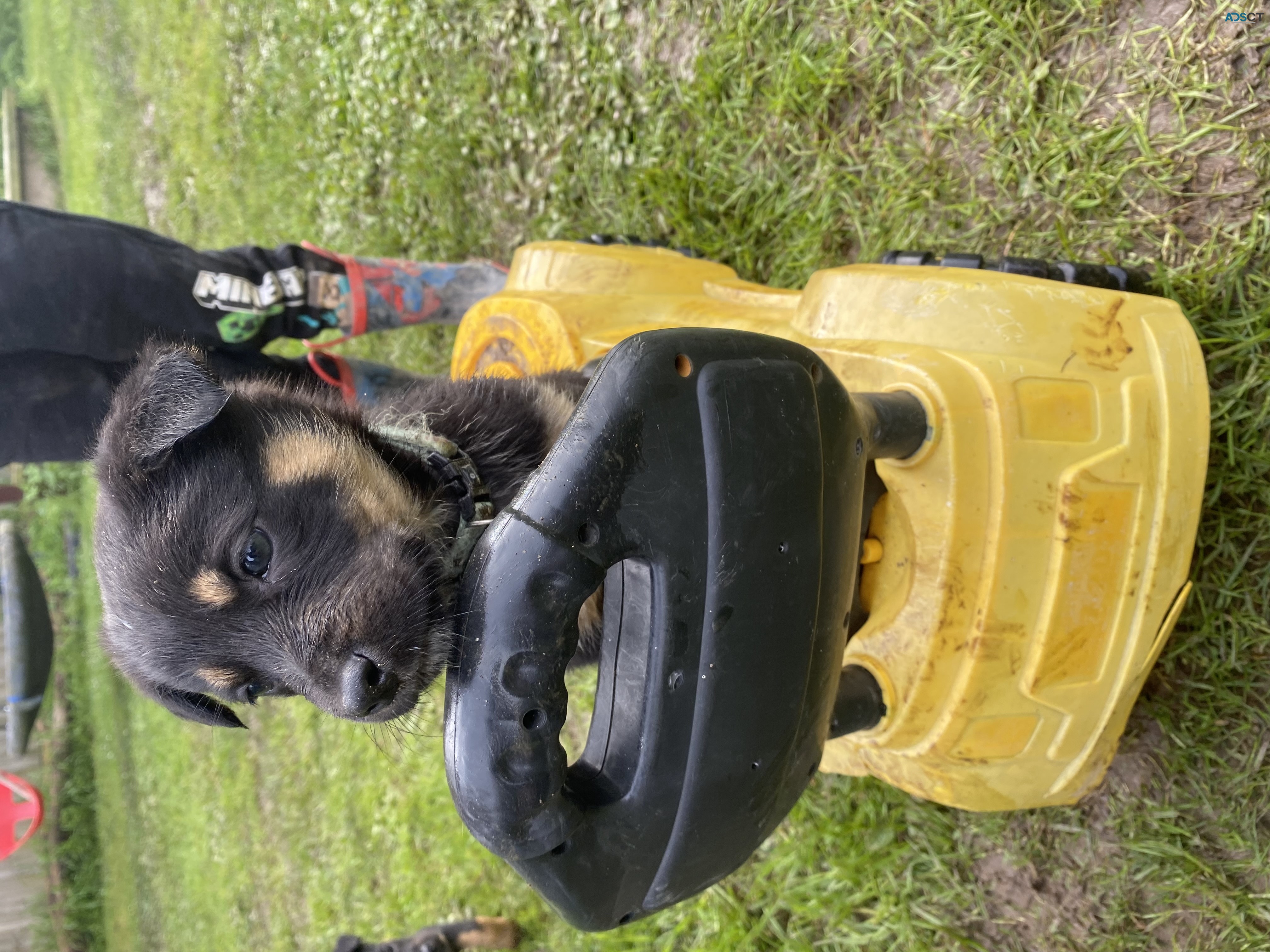 kelpie puppies 