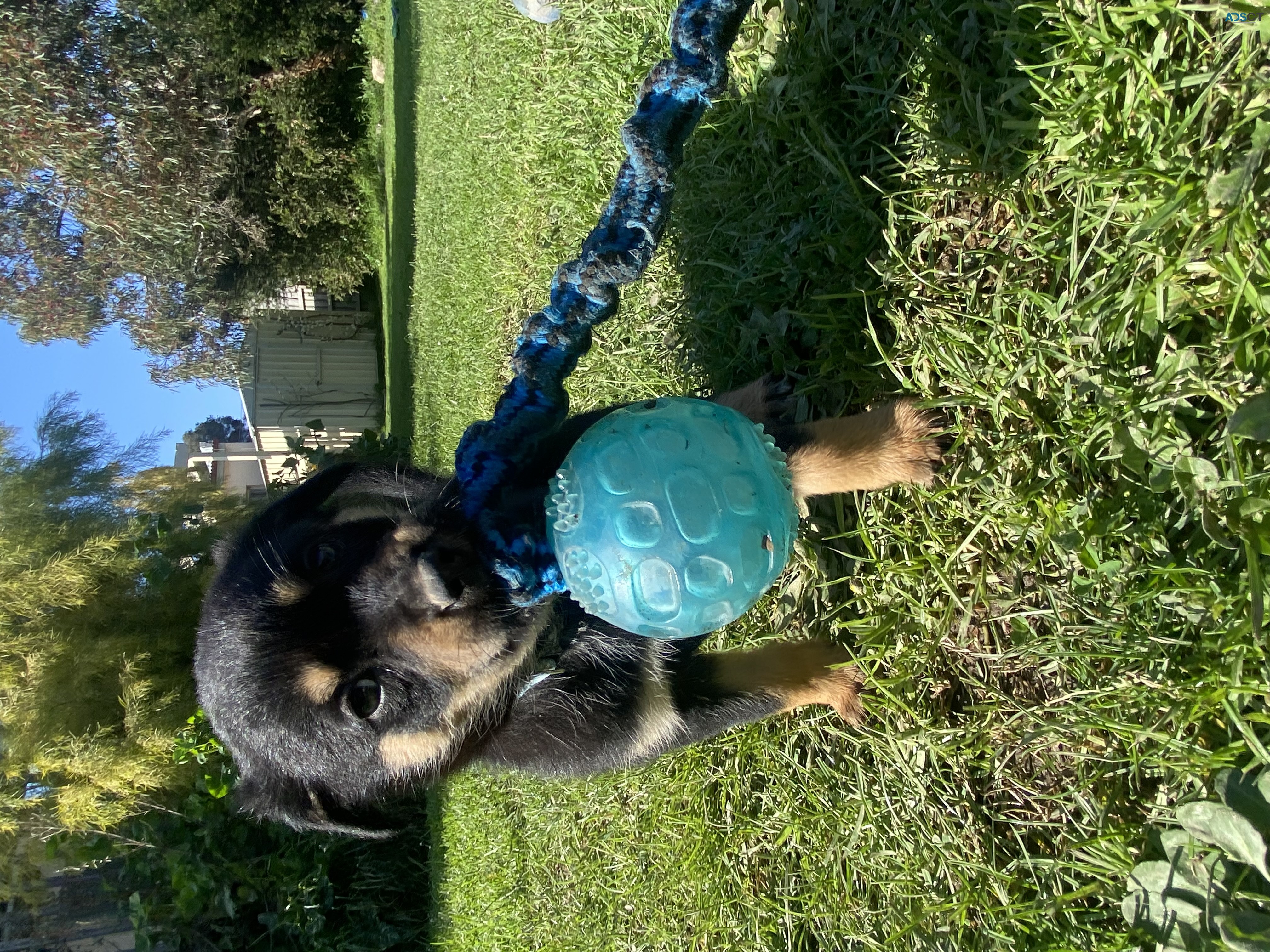 kelpie puppies 