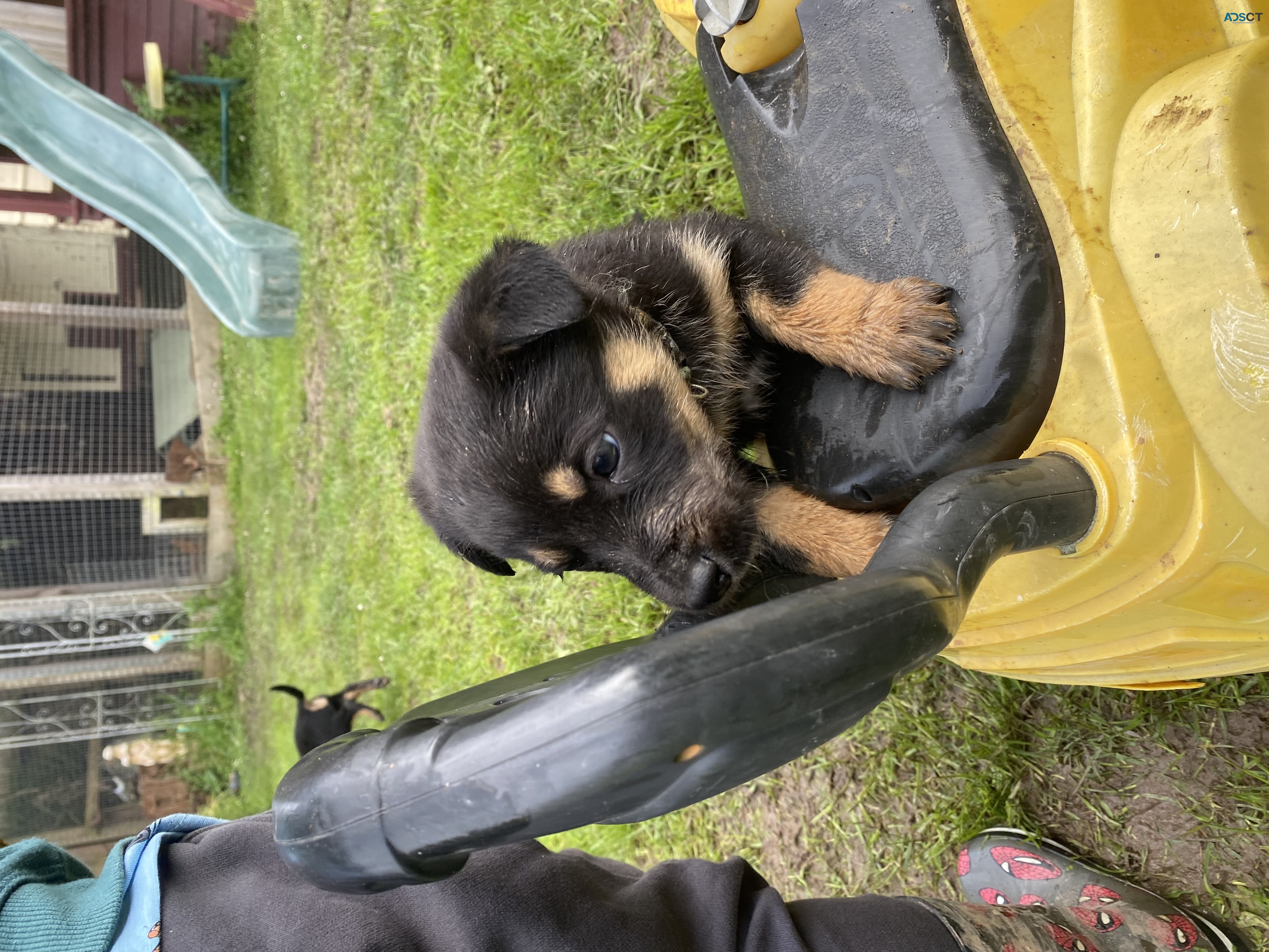 kelpie puppies 