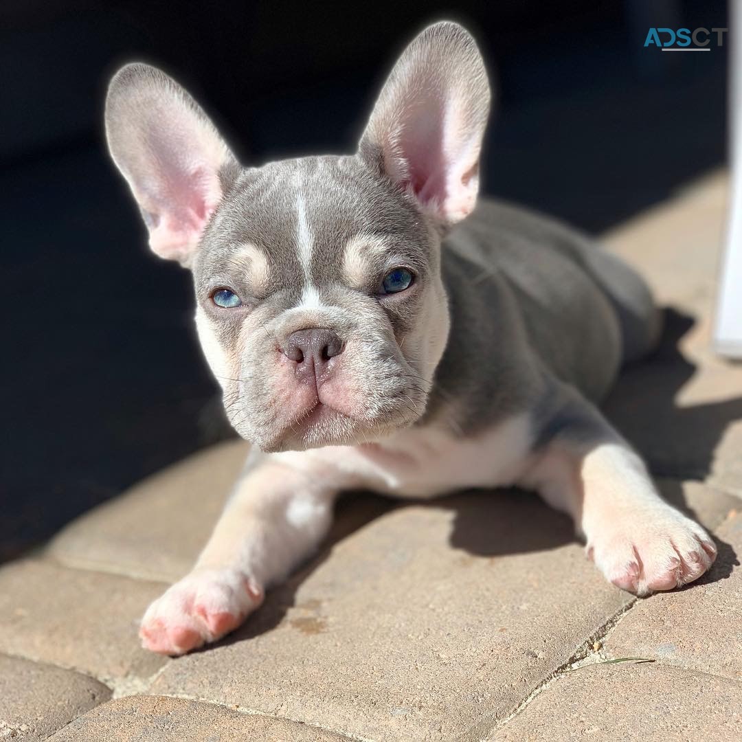 Adorable French Bulldog Puppies 