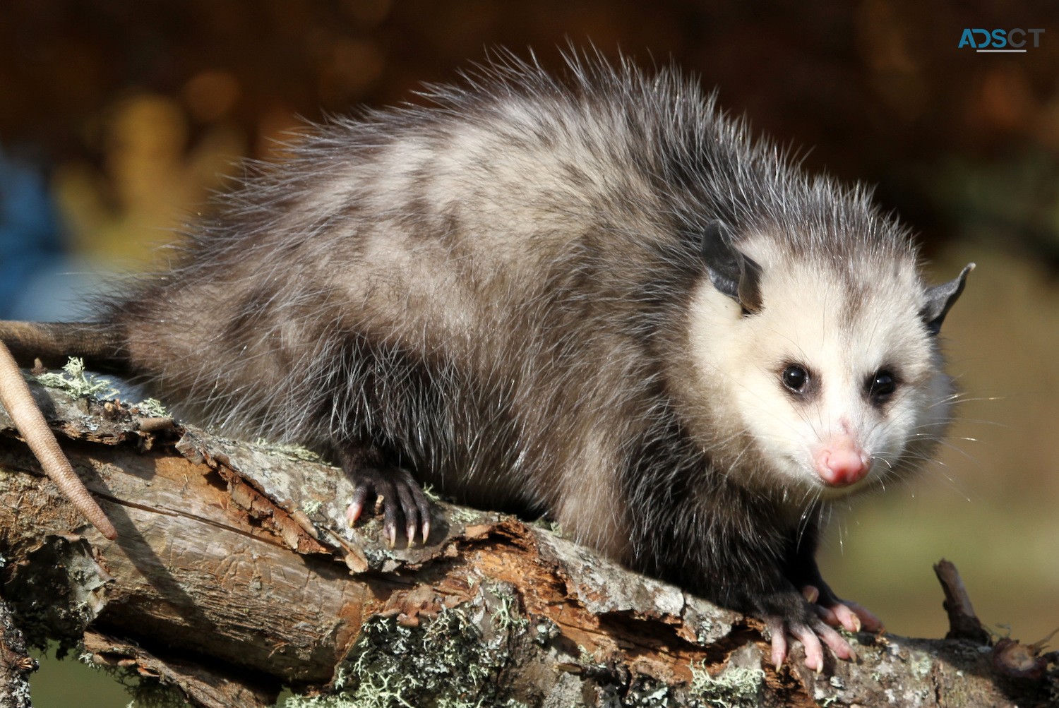 CBD Possum Removal Melbourne