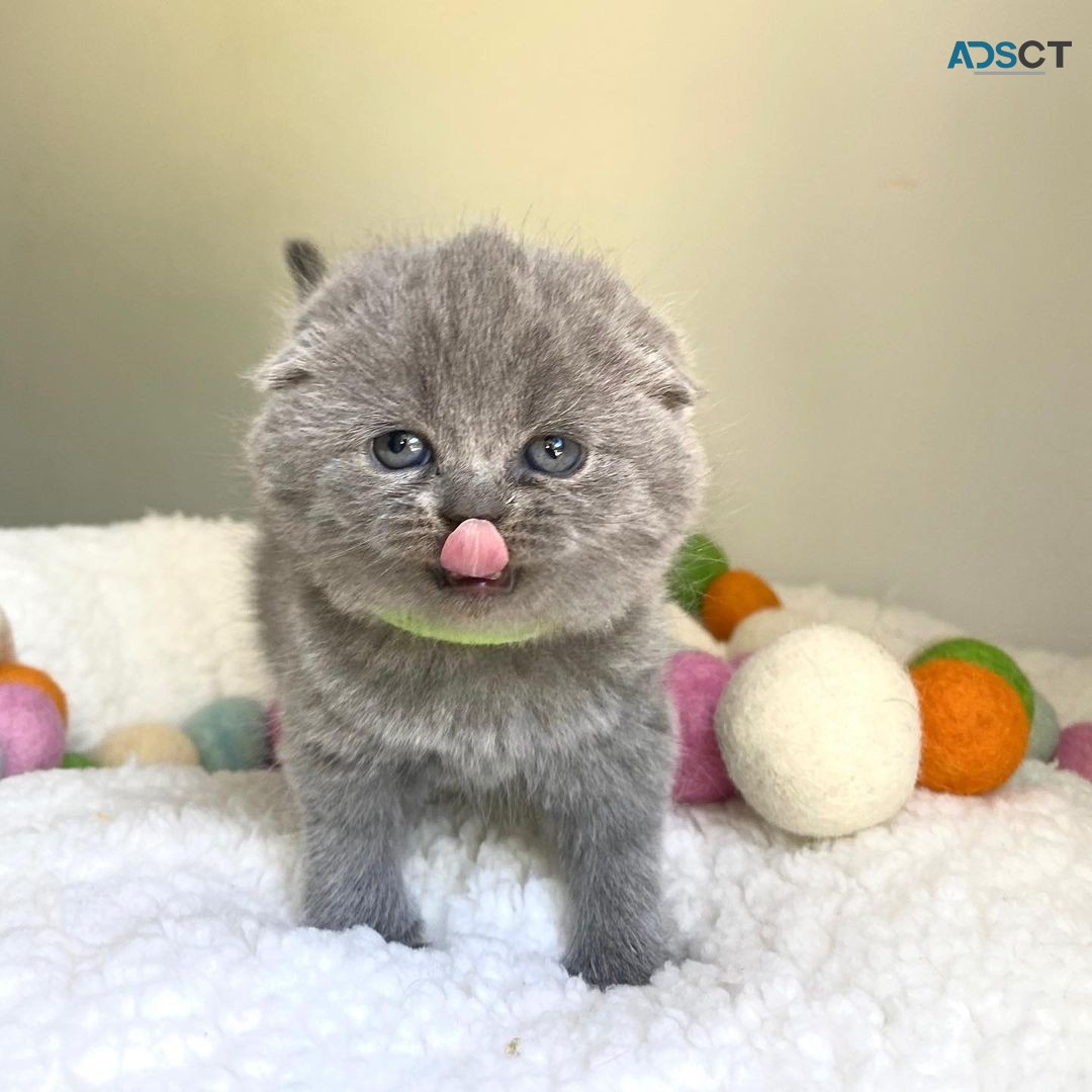 SCOTTISH FOLD KITTENS AVAILABLE