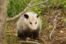 CBD Possum Control Adelaide