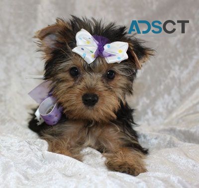 Adorable Teacup Yorkie Puppies