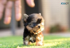 Healthy Teacup Yorkie Puppies