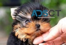 Registered Teacup Yorkie Puppies