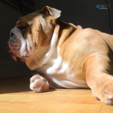 Beautiful female English Bulldog puppy