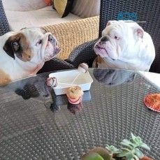 Gorgeous English bulldog puppies 