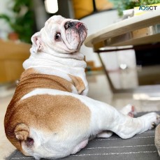 Adorable english bulldog puppies