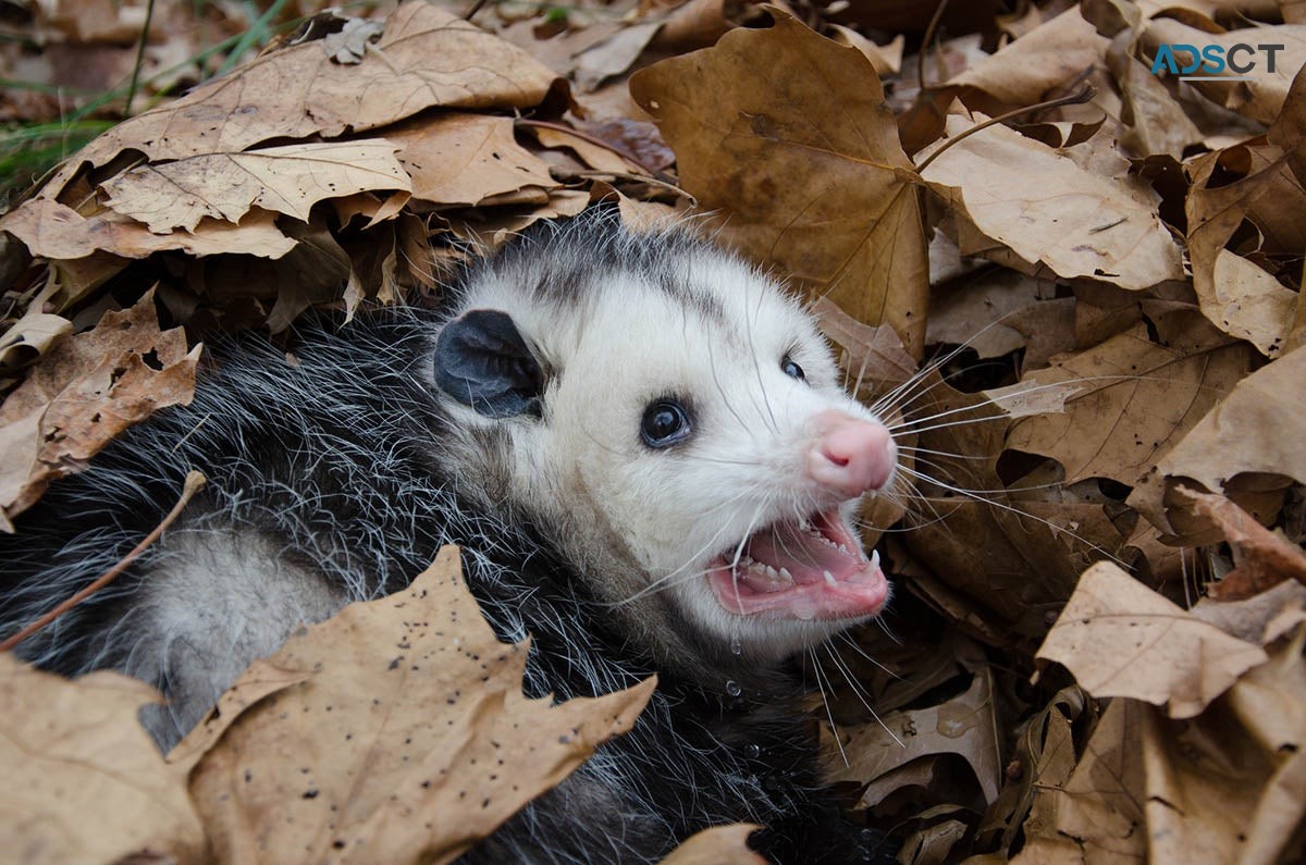 CBD Possum Removal Brisbane