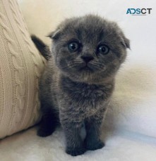 Scottish Fold Kittens