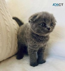 Scottish Fold Kittens