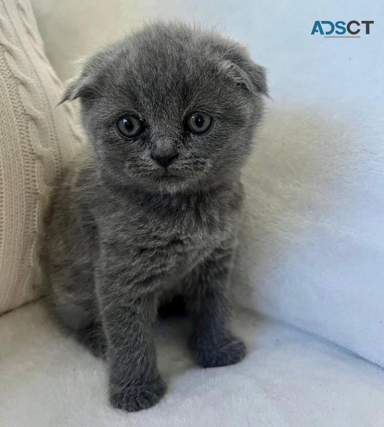 Scottish Fold Kittens