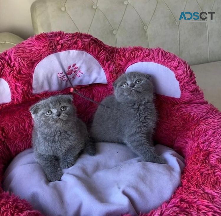 Scottish Fold Kittens For Sale