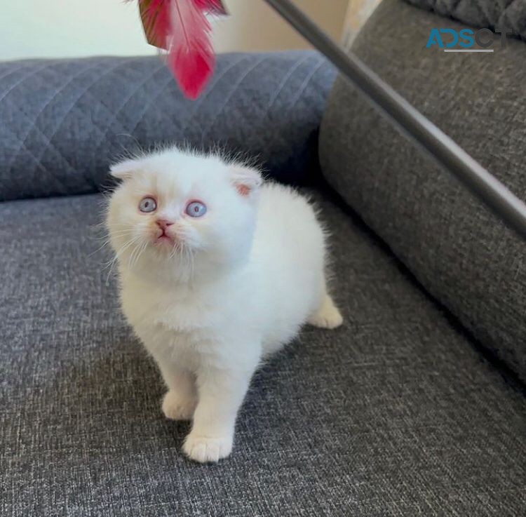 White Scottish Fold Kittens For Sale