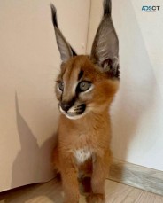 caracal caracat available