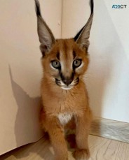 caracal caracat available