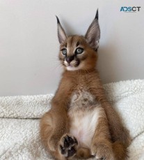 caracal caracat available