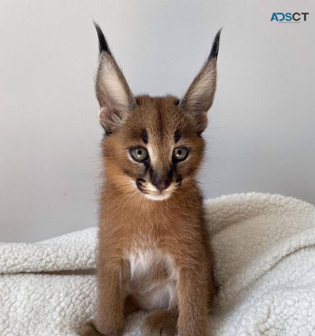 caracal caracat available