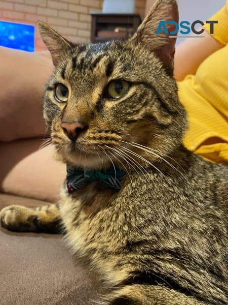 Friendly Tabby Cat 1 Y.o Desexed chipped