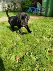 Pedigree cane corso pups for sale