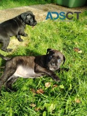 Pedigree cane corso pups for sale