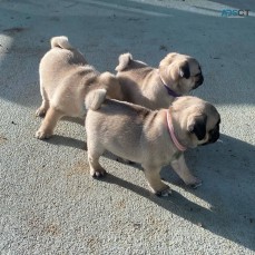 pedigree Pug puppies.