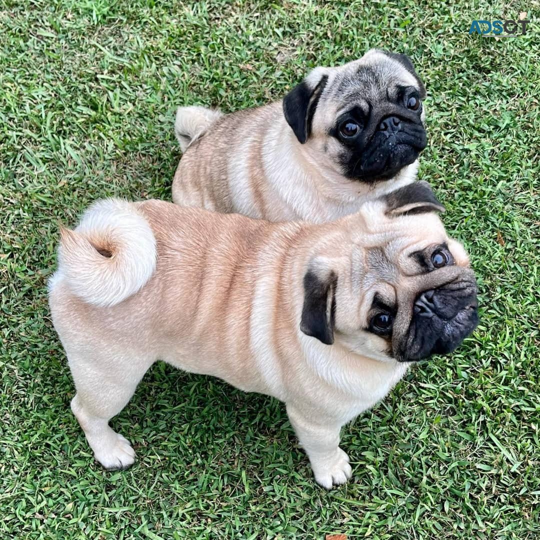 pedigree Pug puppies.