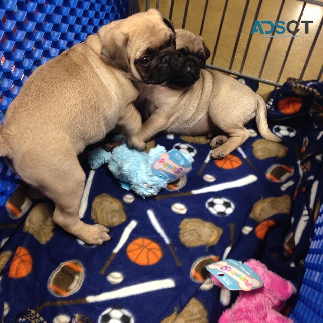 pedigree Pug puppies.