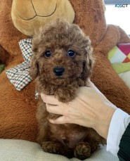 Teacup Poodle puppies for adoption 