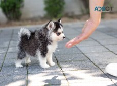 Male and female pomsky puppies for adopt