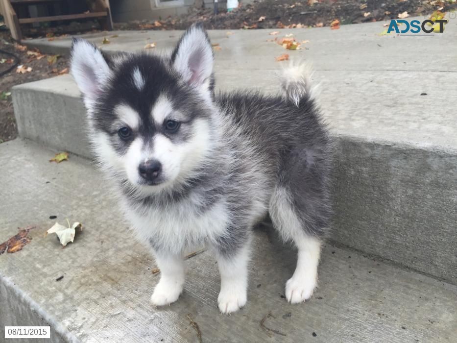 Male and female pomsky puppies for adopt