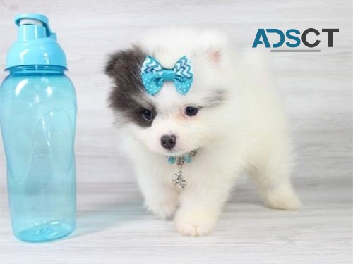 Pomeranian puppies available now