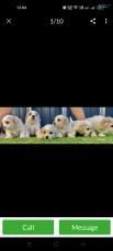 Pure Bred Shih Tzu Puppies 