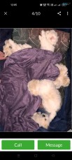 Pure Bred Shih Tzu Puppies 