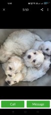 Pure Bred Shih Tzu Puppies 