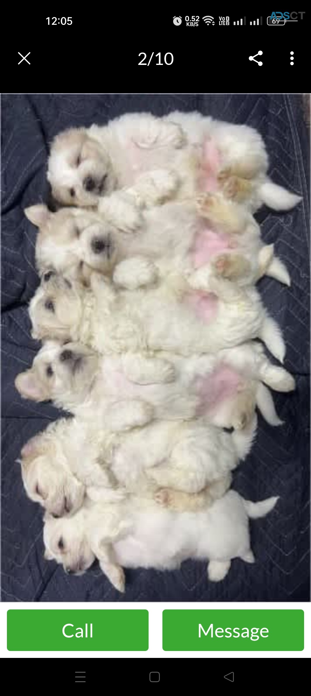 Pure Bred Shih Tzu Puppies 