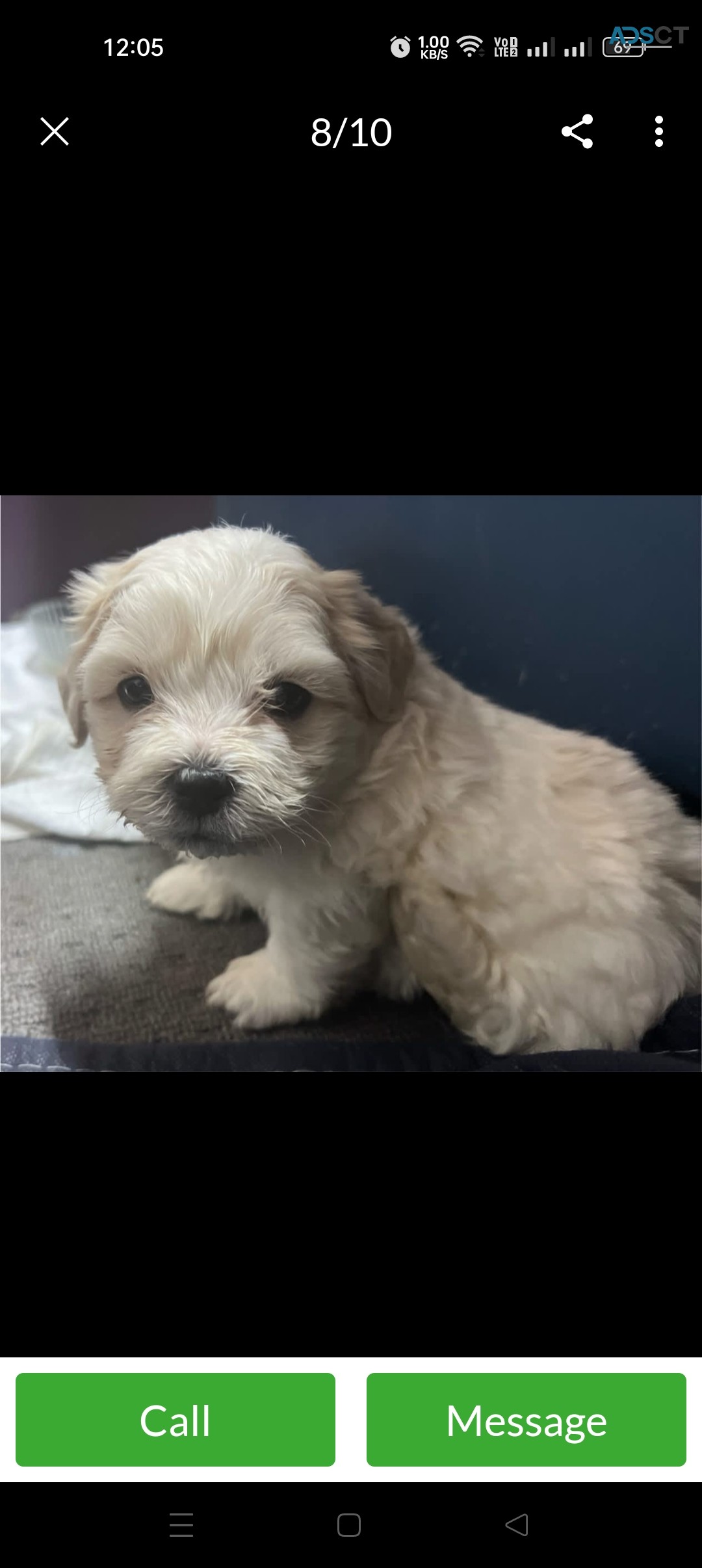 Pure Bred Shih Tzu Puppies 