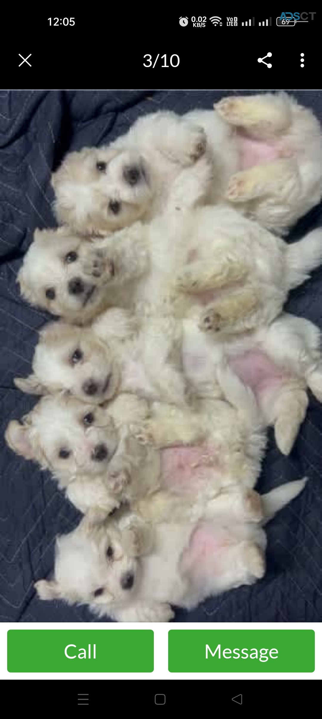 Pure Bred Shih Tzu Puppies 