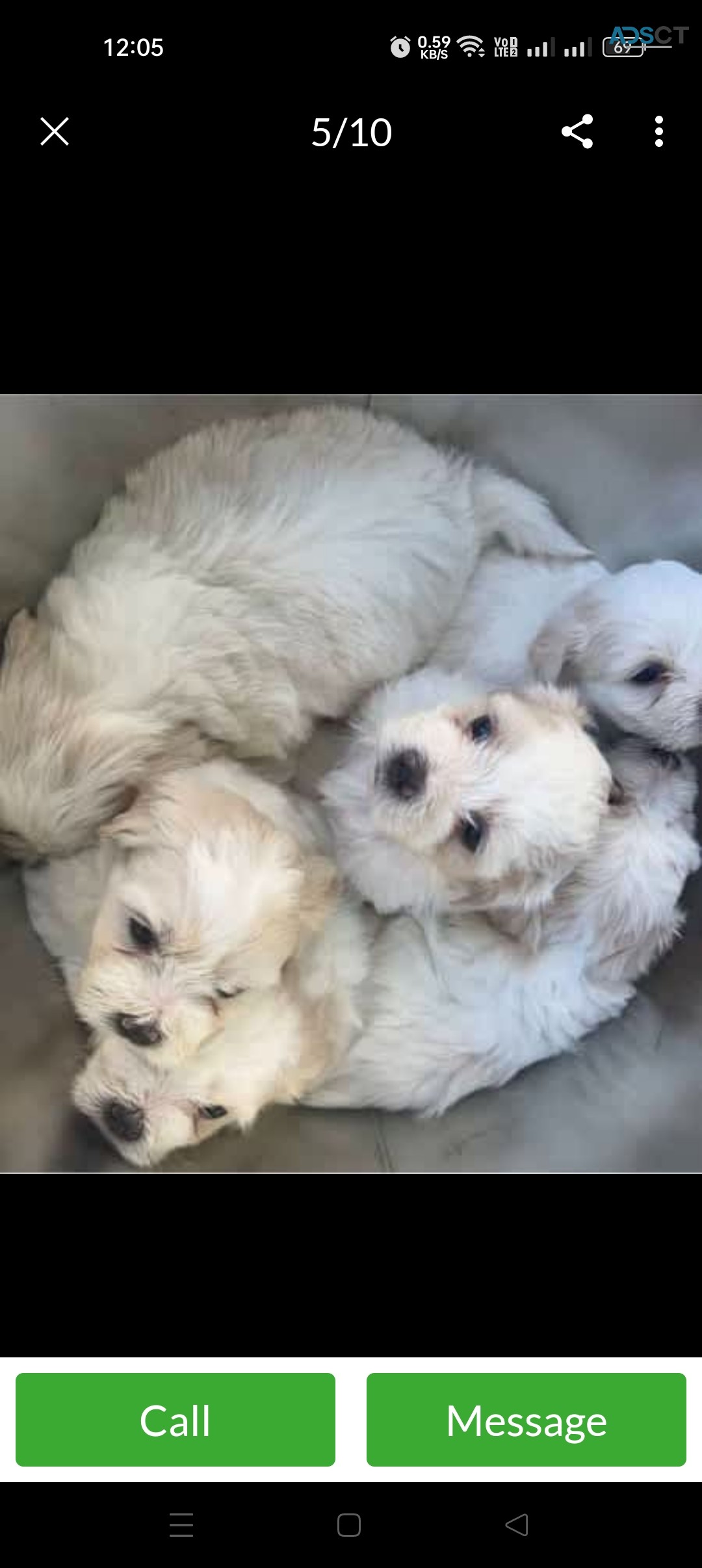 Pure Bred Shih Tzu Puppies 