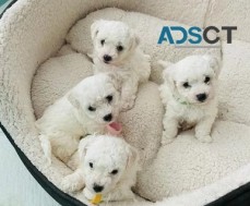 Beautiful Pedigree Bichon Frisé Puppies