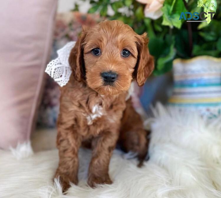 4 Goldendoodle Puppies Ready for sale 