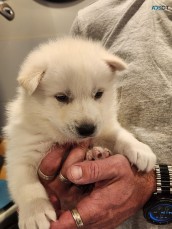 Siberian Husky Puppies