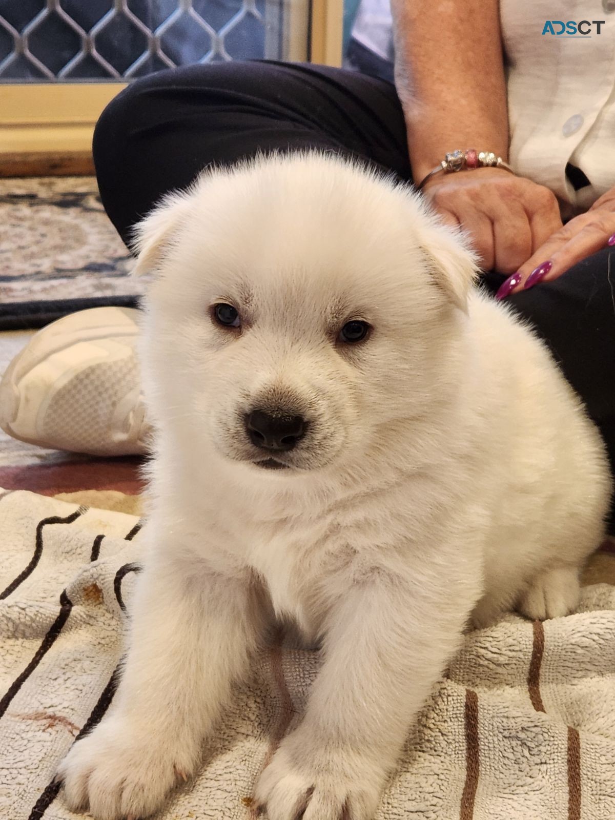 Siberian Husky Puppies