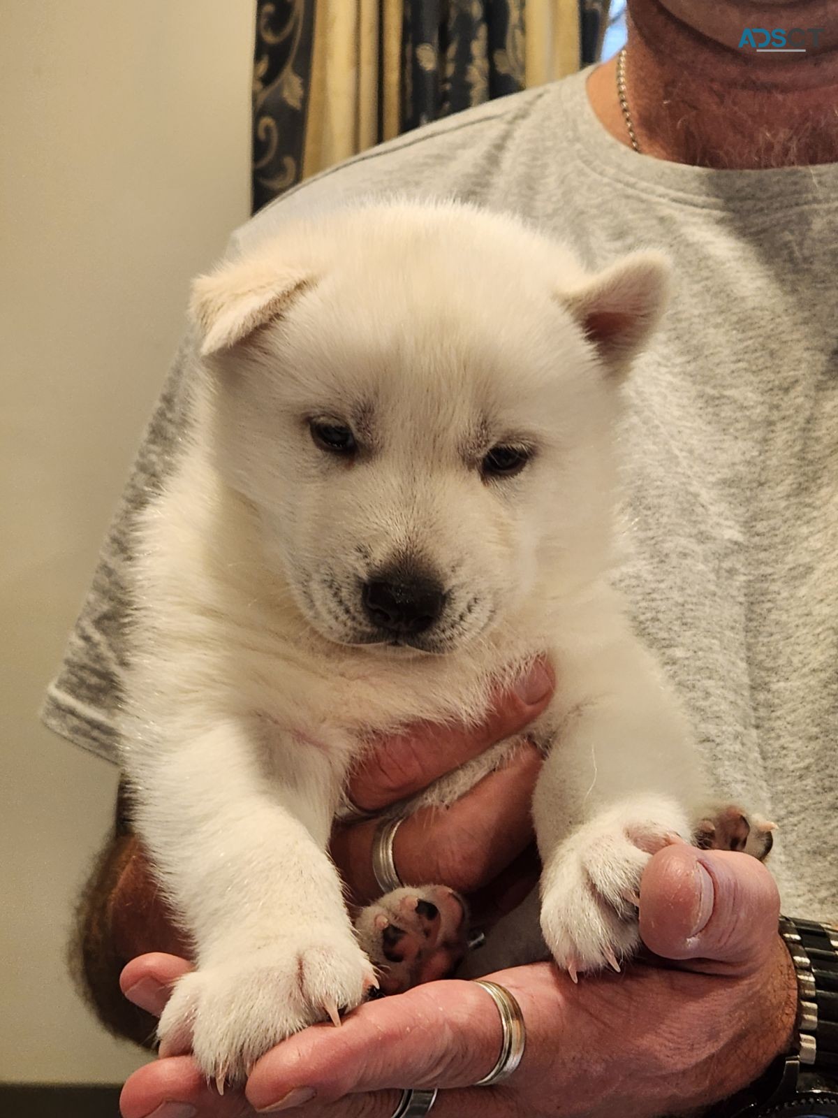 Siberian Husky Puppies