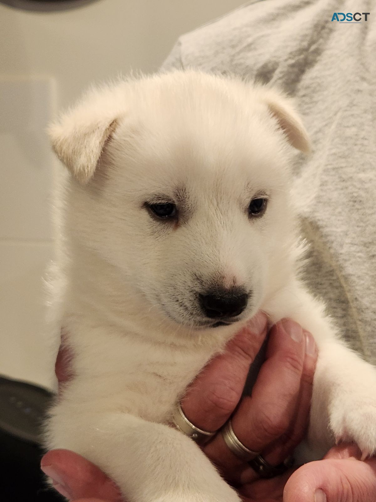 Siberian Husky Puppies