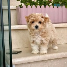 Maltese puppies