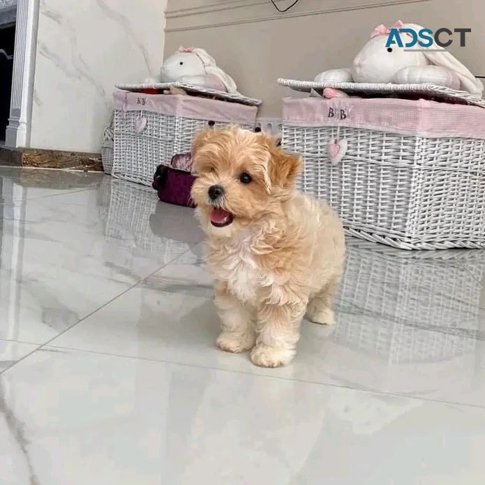 Maltese puppies