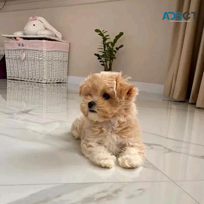 Maltese puppies